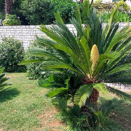 דירה Centar